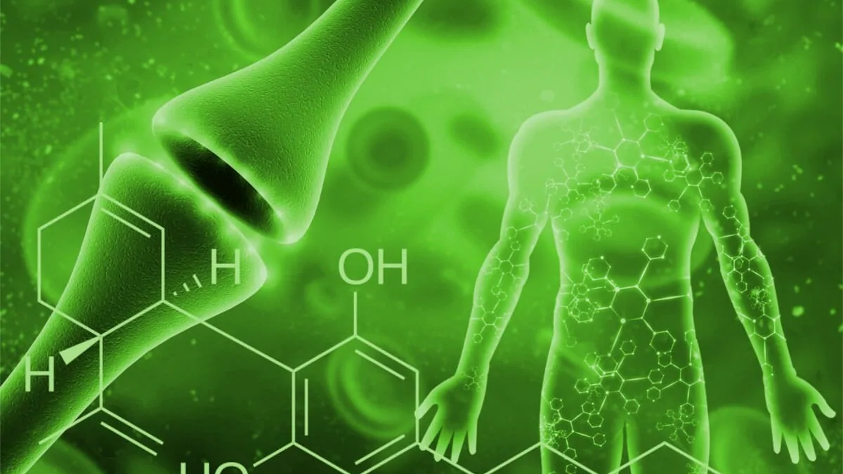 Sistemul endocannabinoid: ce este și cum să-l susținem